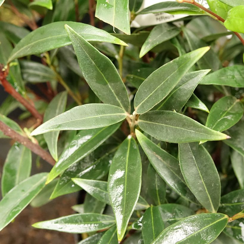 Sarcococca hookeriana var. digyna Purple Gem - Schleimbeere (Laub)