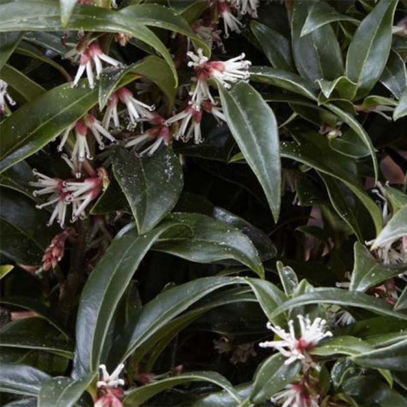 Sarcococca Winter Gem - Schleimbeere (Laub)