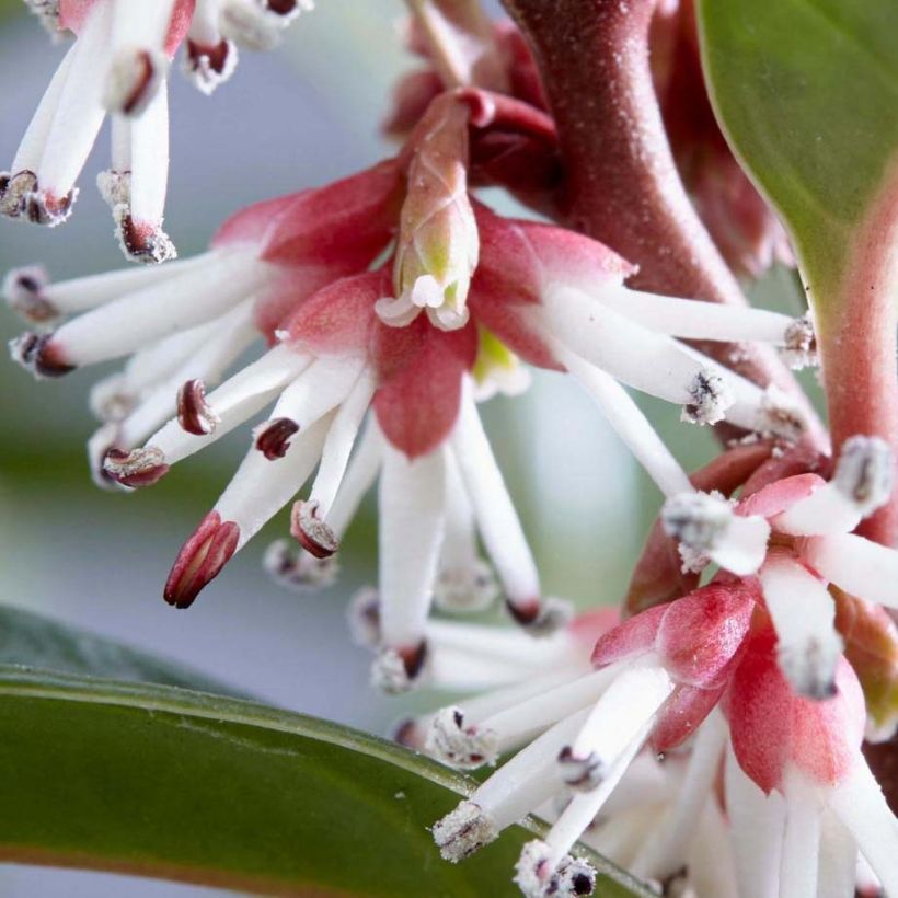 Sarcococca Winter Gem - Schleimbeere (Blüte)