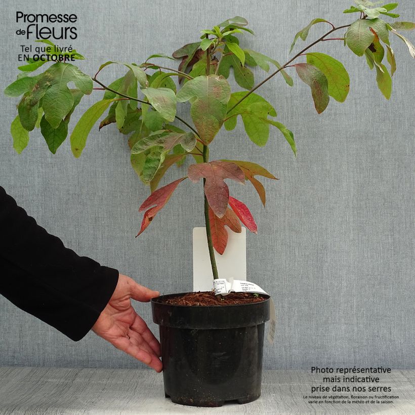 Exemplar von Sassafras albidum - Laurier des Iroquois en pot de 3/4L wie im Herbst geliefert