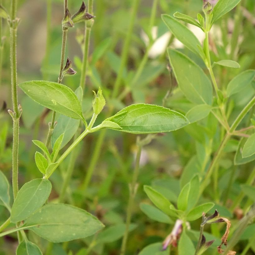 Salvia greggii Amethyst Lips - Strauchiger Salbei (Laub)