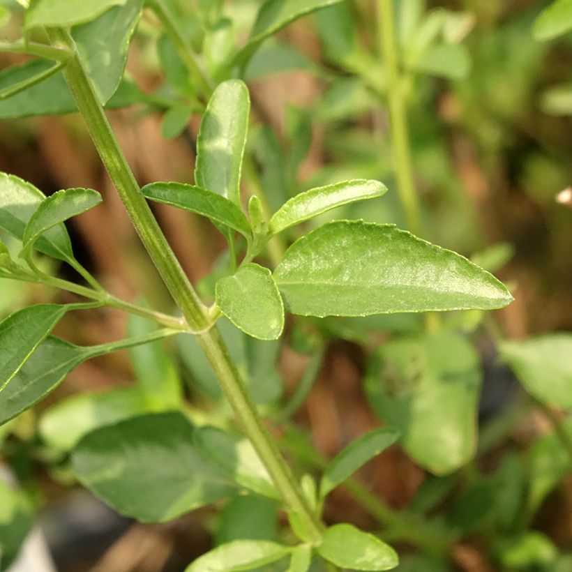 Salvia jamensis Belle de Loire (Laub)