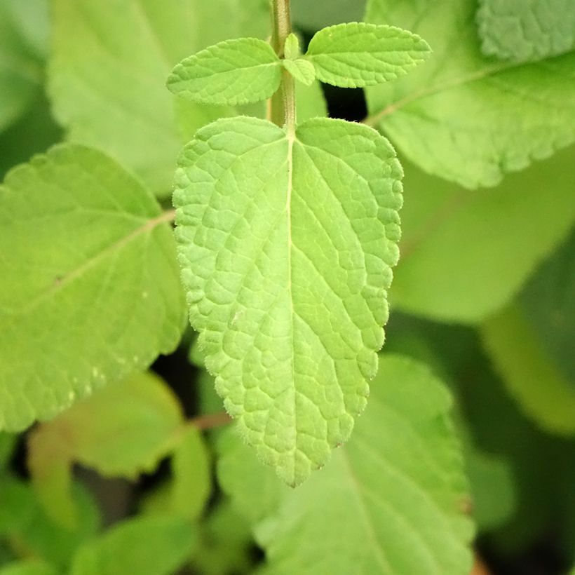 Salvia microphylla Cerro Potosi (Laub)