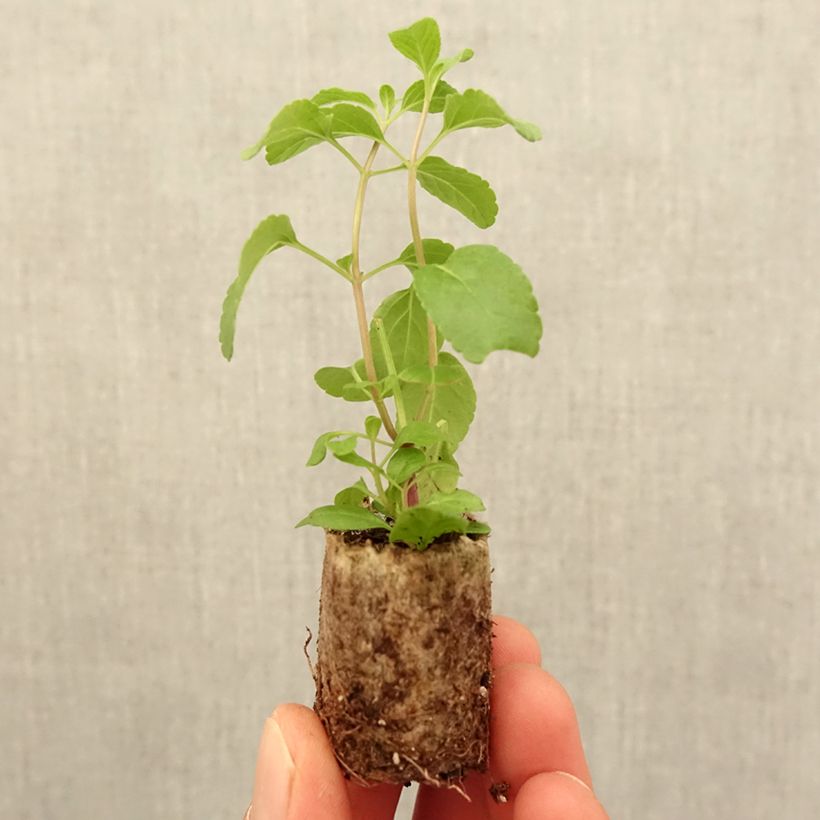 Exemplar von Sauge arbustive Cerro Potosi - Salvia microphylla - Mini-motte Ø 3/4 cm wie im Frühjahr geliefert