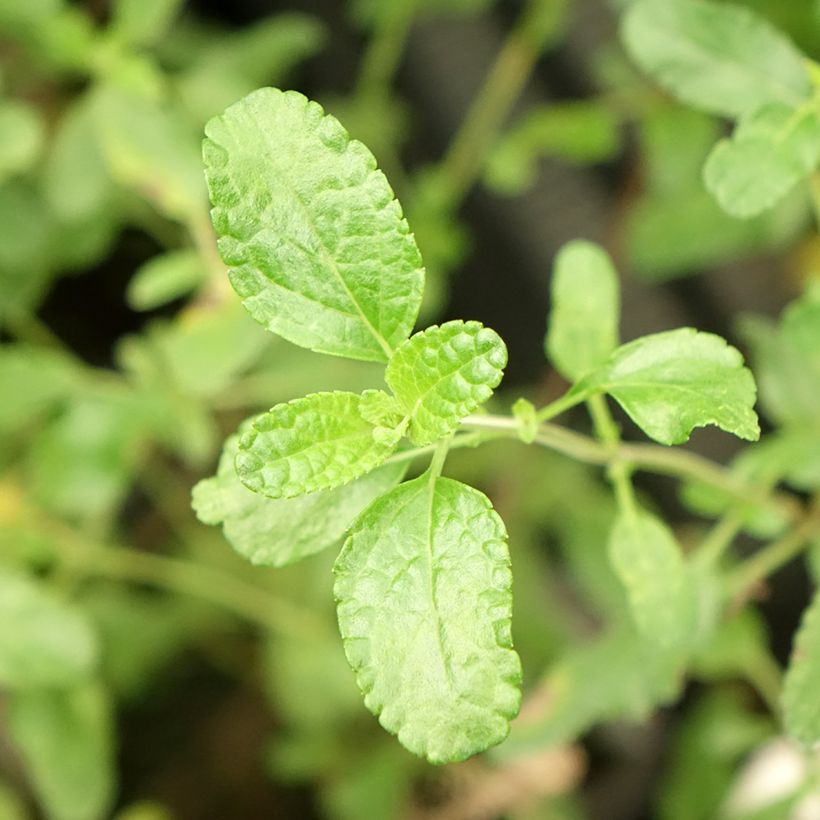 Salvia microphylla Gletsjer (Laub)