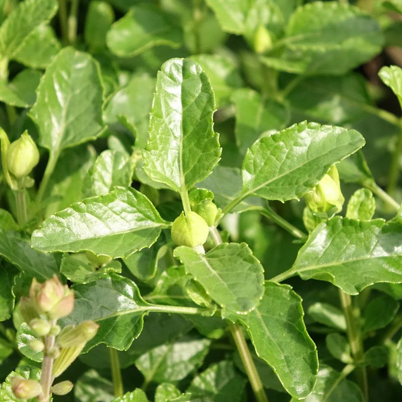 Salvia microphylla Gletsjer (Laub)