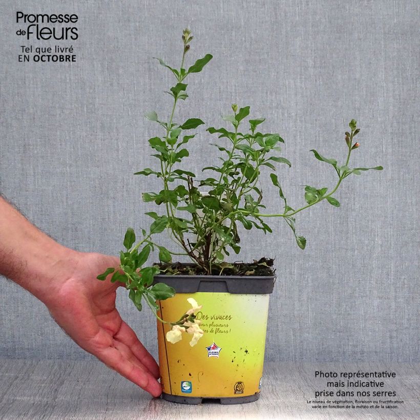 Exemplar von Sauge arbustive Melen - Salvia jamensis Pot de 2L/3L wie im Herbst geliefert