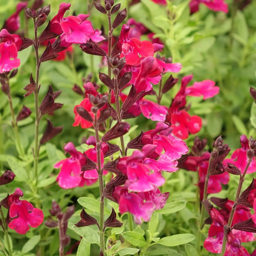 Salvia greggii Mirage Burgundy - Strauchiger Salbei (Blüte)