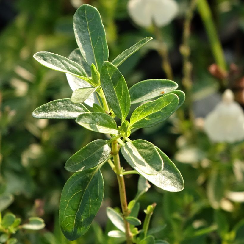 Salvia greggii Mirage Cream - Strauchiger Salbei (Laub)