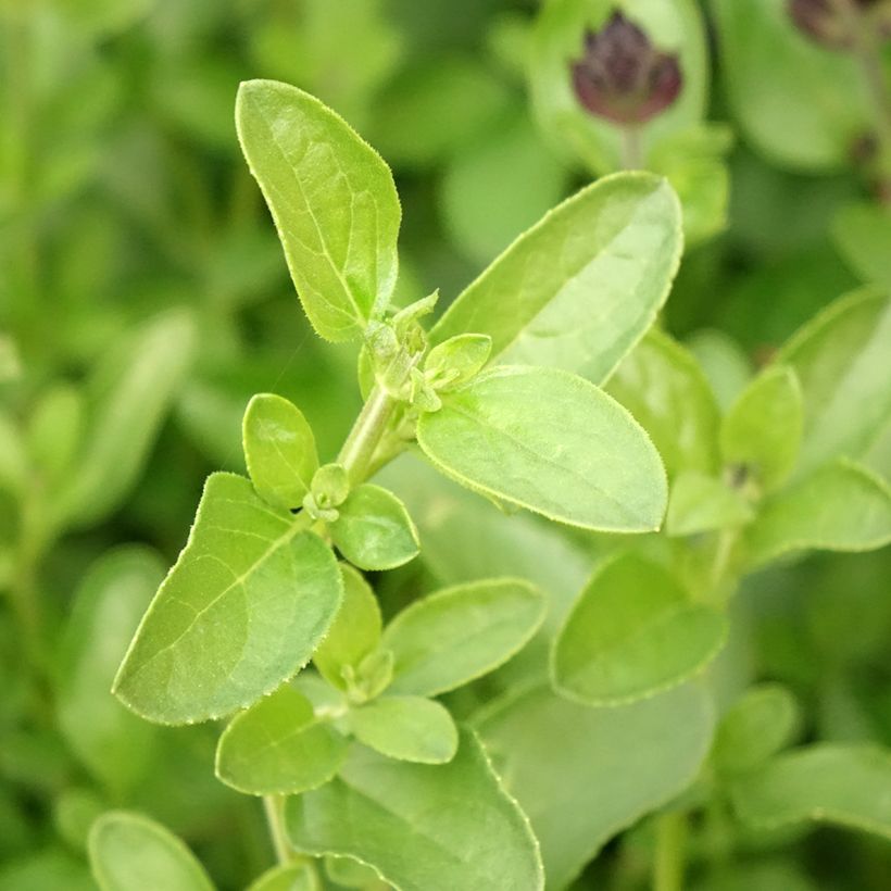 Salvia greggii Mirage Salmon - Strauchiger Salbei (Laub)