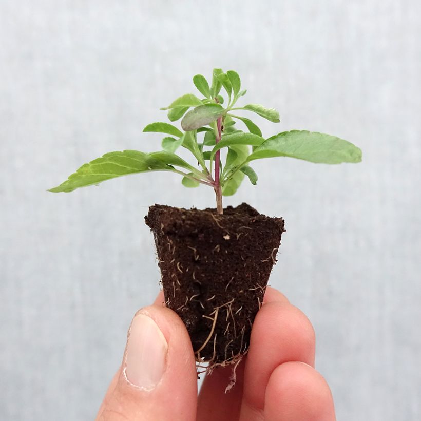 Exemplar von Salvia greggii Mirage Violet - Strauchiger Salbei Mini-Plug Ø 3/4 cm wie im Frühjahr geliefert