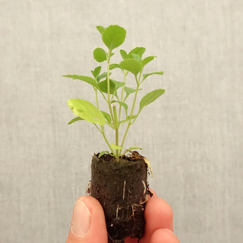 Exemplar von Sauge arbustive - Salvia microphylla Royal Bumble - Mini-motte Ø 3/4 cm wie im Frühjahr geliefert