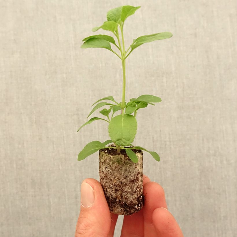 Exemplar von Sauge arbustive So Cool Pale Blue - Salvia microphylla - Mini-motte Ø 3/4 cm wie im Frühjahr geliefert