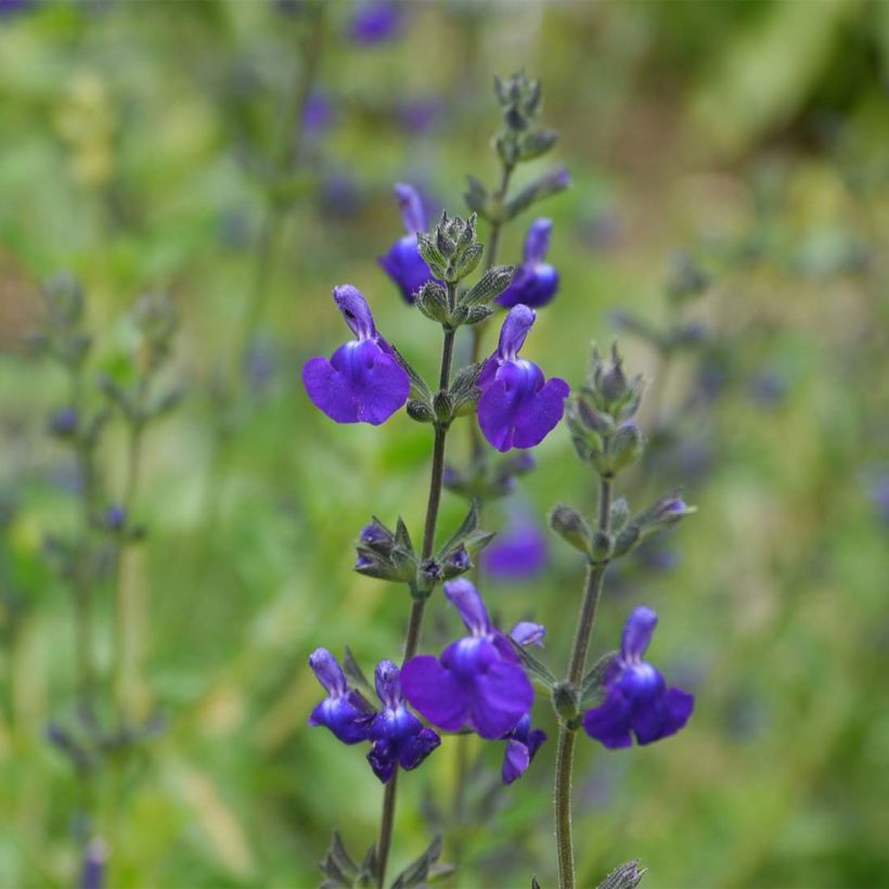 Salvia microphylla Victoria Blue (Blüte)