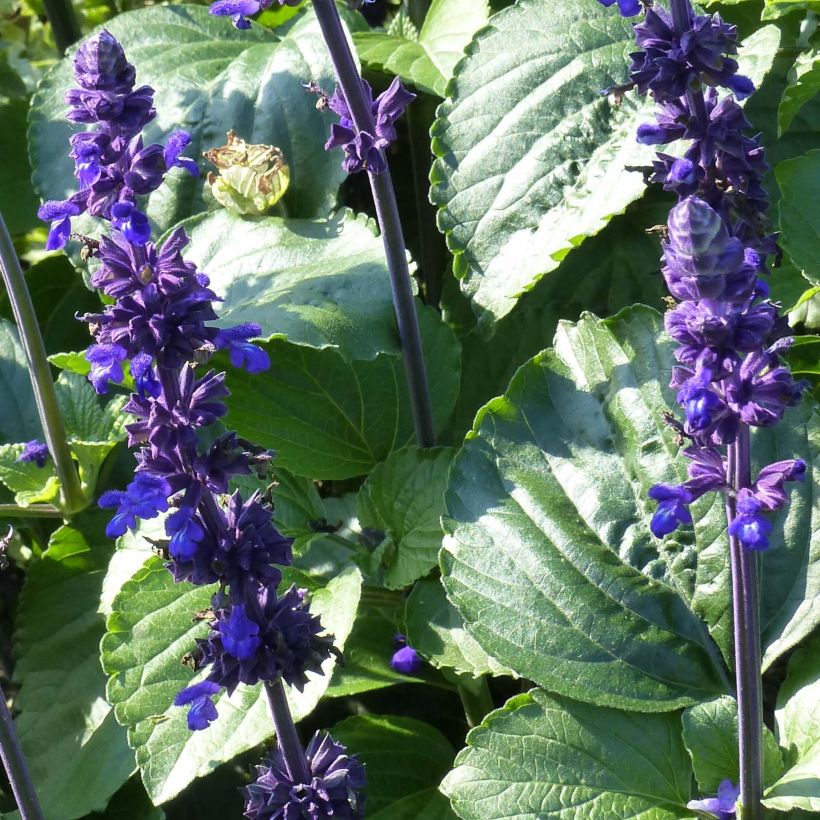 Salvia Big Blue - Ziersalbei (Laub)