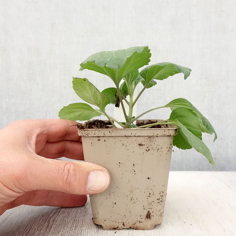 Exemplar von Salvia Big Blue - Ziersalbei Kleine Töpfe von 8/9 cm wie im Frühjahr geliefert