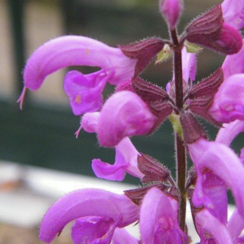 Salvia pratensis Sweet Esmeralda - Wiesensalbei (Blüte)