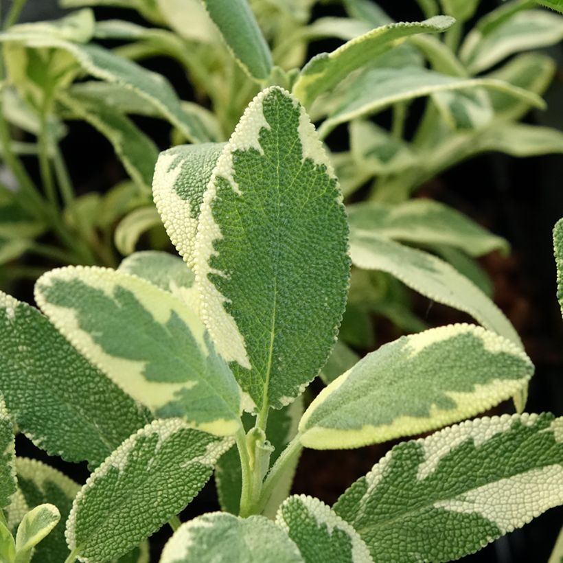 Echter Salbei Berggarten Variegated - Salvia officinalis (Laub)