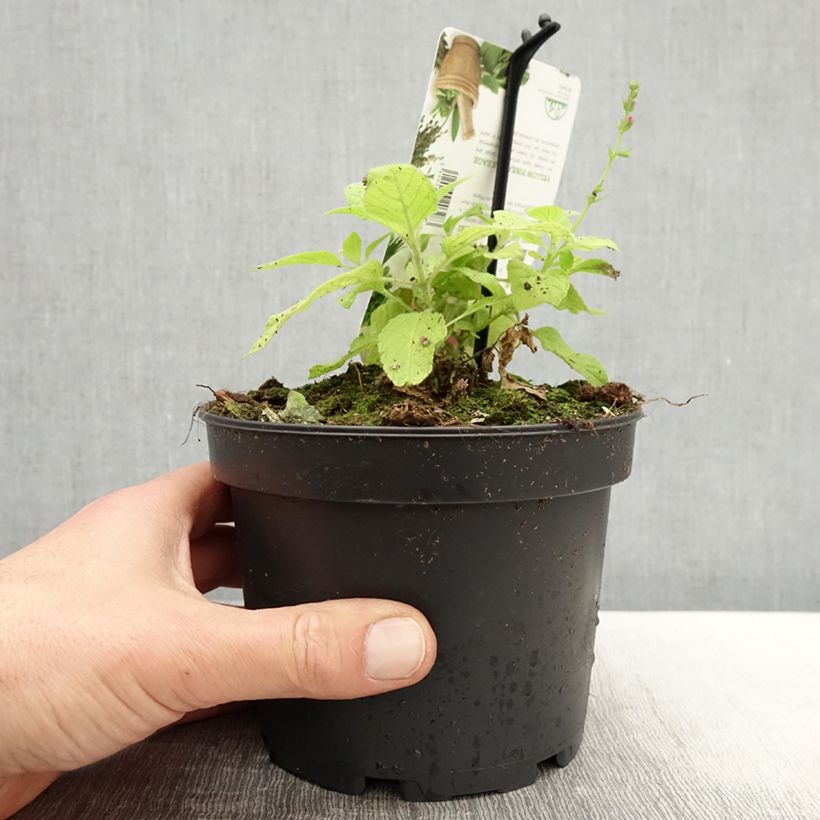 Exemplar von Zierlicher Salbei Golden Delicious - Salvia elegans Topf mit 1,5L/2L wie im Frühjahr geliefert