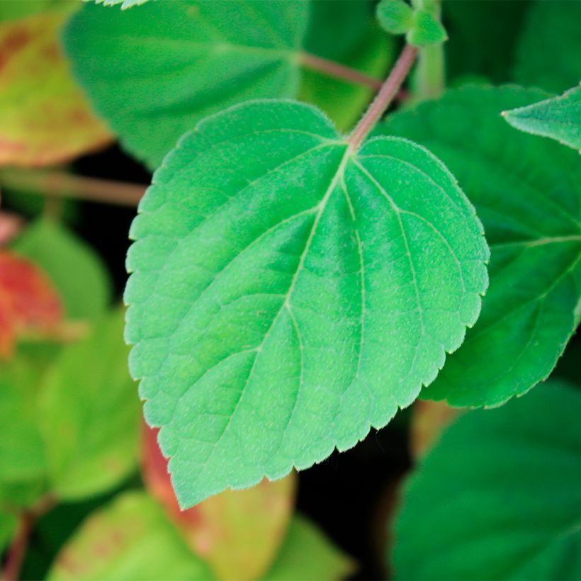 Zierlicher Salbei Golden Delicious - Salvia elegans (Laub)