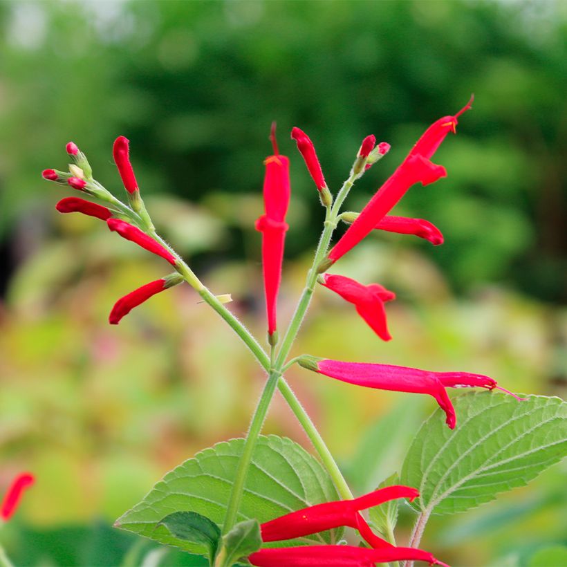 Zierlicher Salbei Golden Delicious - Salvia elegans (Blüte)