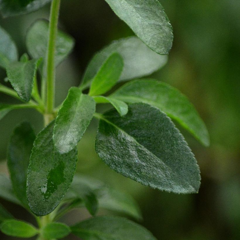 Salvia jamensis Flammenn (Laub)