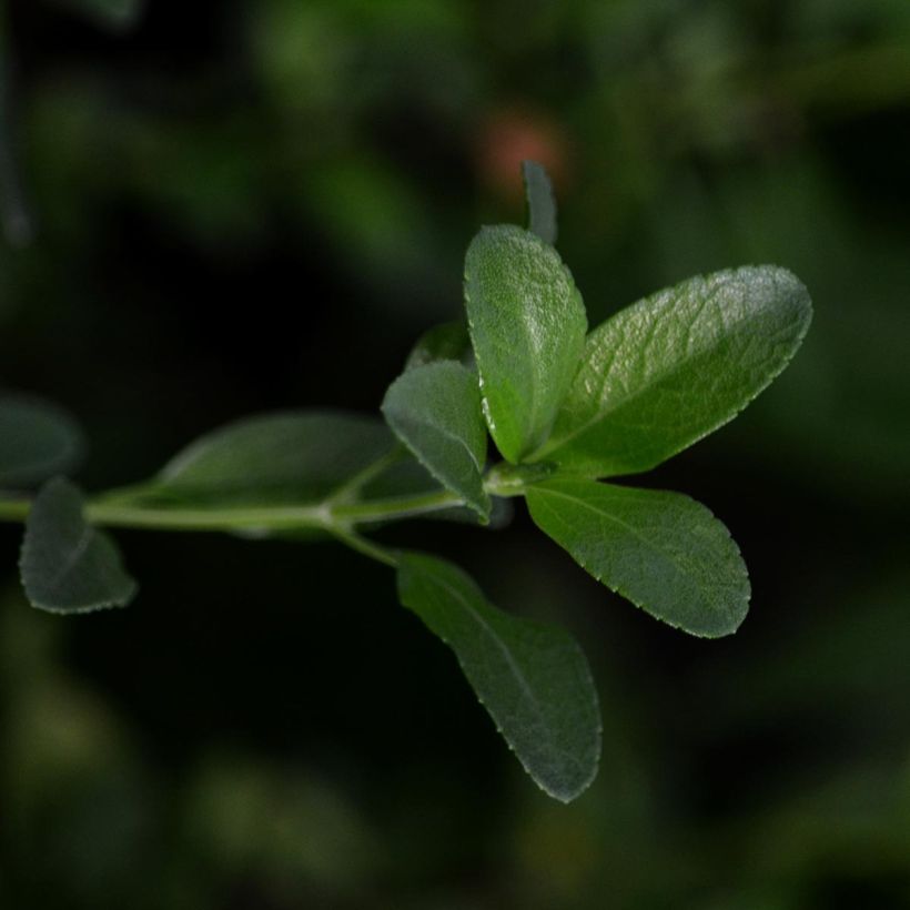 Salvia jamensis Melen (Laub)