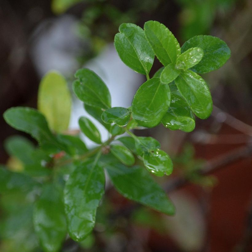 Salvia jamensis Pluenn (Laub)