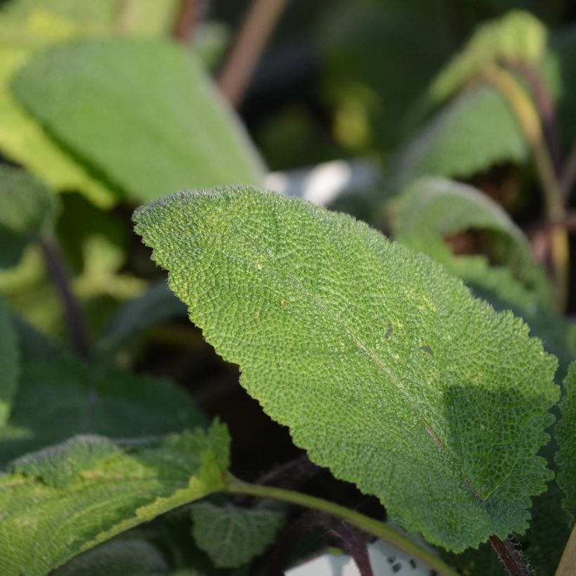 Muskat-Salbei Vatican White - Salvia sclarea (Laub)