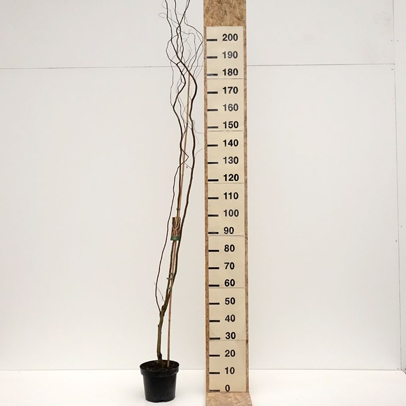 Exemplar von Silber-Weide Dart's Snake - Salix alba Topf mit 4L/5LGelieferte Höhe ca. 250/+cm wie im Winter geliefert