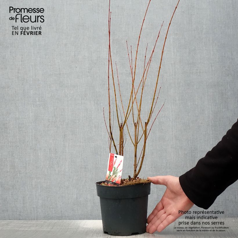 Exemplar von Saule crevette - Salix integra Flamingo Touffe Pot de 2L/3L wie im Winter geliefert