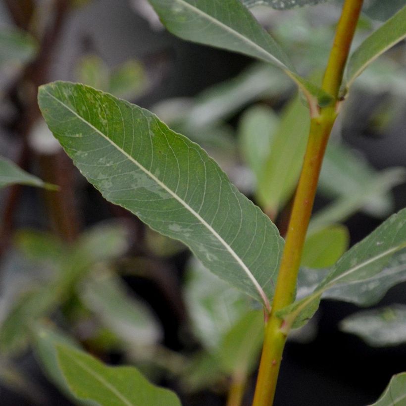 Harlekinweide Hakuro Nishiki - Salix integra (Laub)