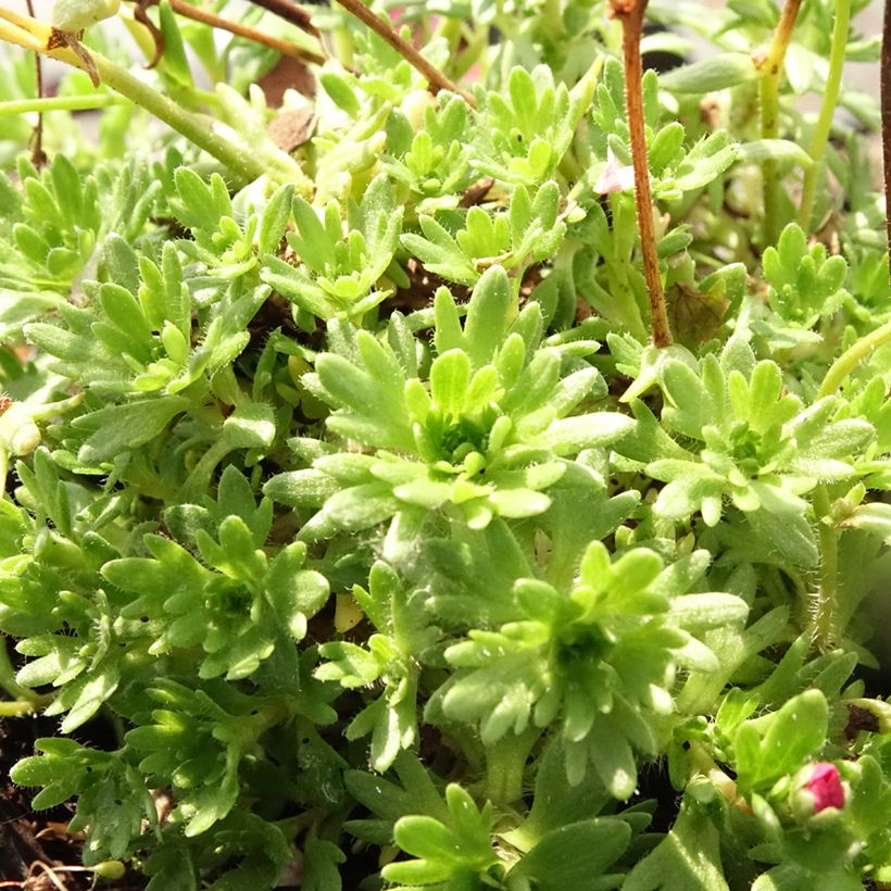 Saxifraga arendsii Purpurteppich - Garten-Moos-Steinbrech (Laub)