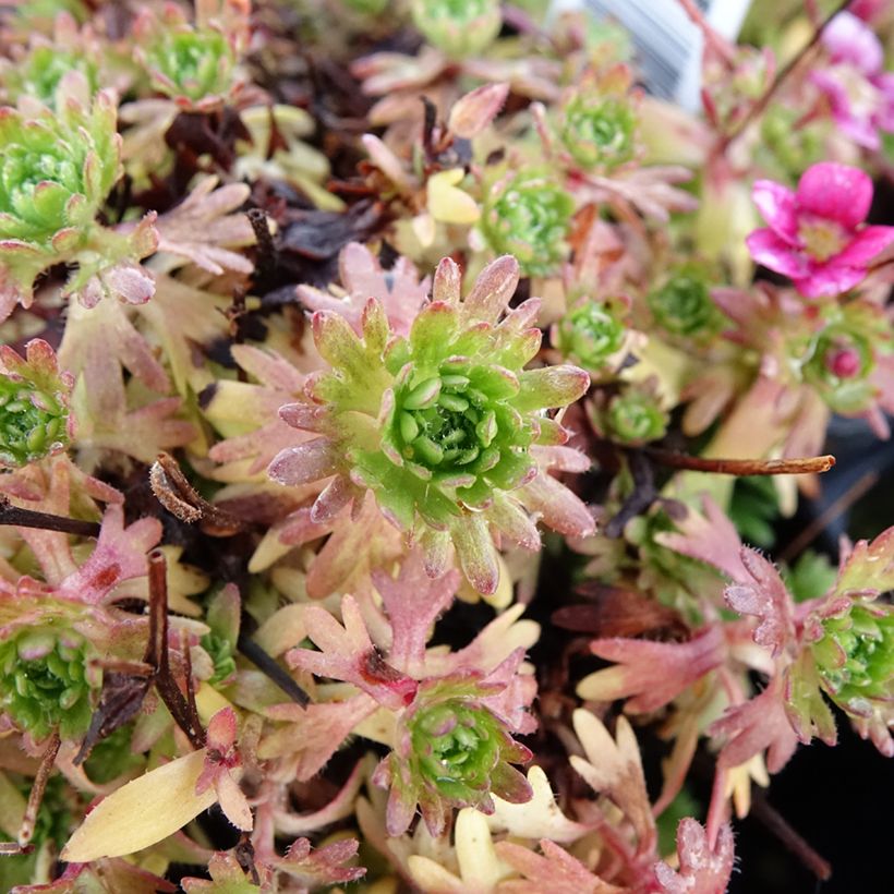 Saxifraga arendsii Ware's Crimson - Garten-Moos-Steinbrech (Laub)