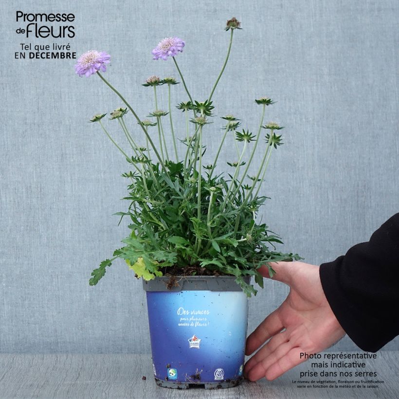 Exemplar von Scabieuse colombaire - Scabiosa columbaria Butterfly Blue en pot de 2 litres wie im Herbst geliefert