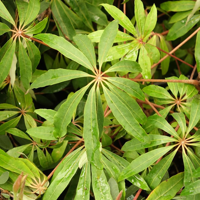 Schefflera taiwaniana - Alishan-Strahlenaralie (Laub)