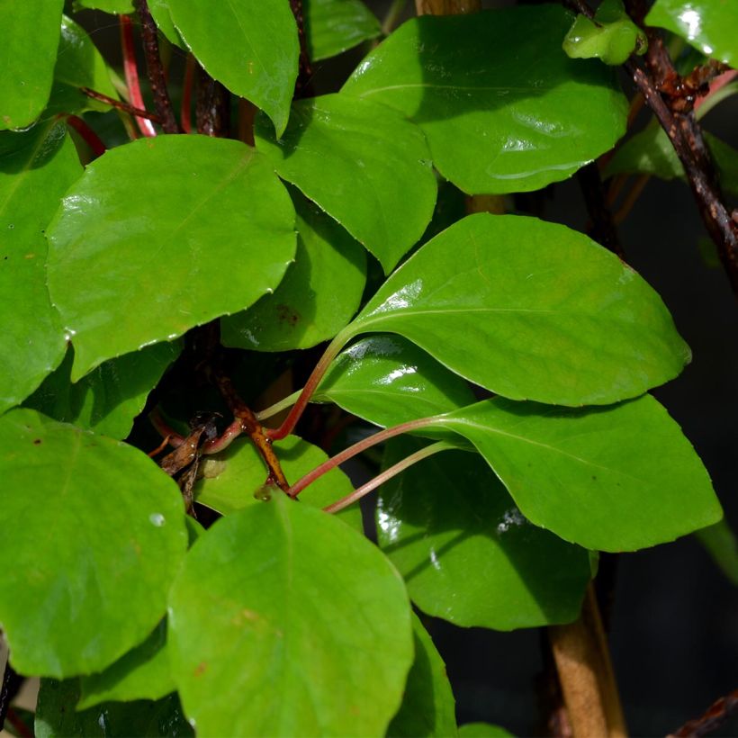 Schisandra rubriflora - Rotblühendes Spaltkölbchen (Laub)