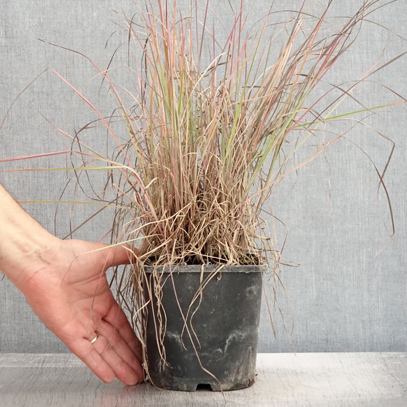 Exemplar von Schizachyrium scoparium Blue Heaven en pot de 2L/3L wie im Herbst geliefert