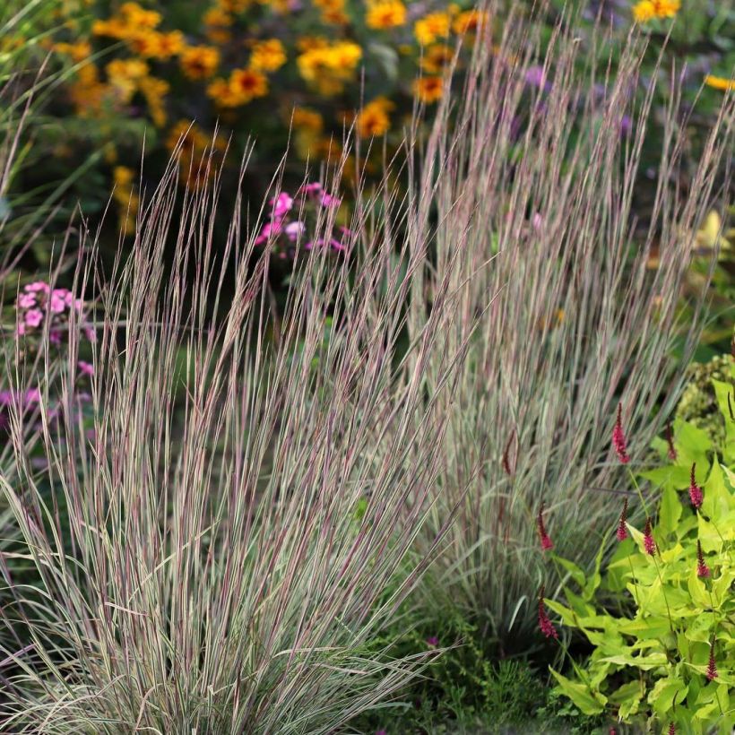 Schizachyrium scoparium Chameleon - Blaugraues Präriegras (Laub)