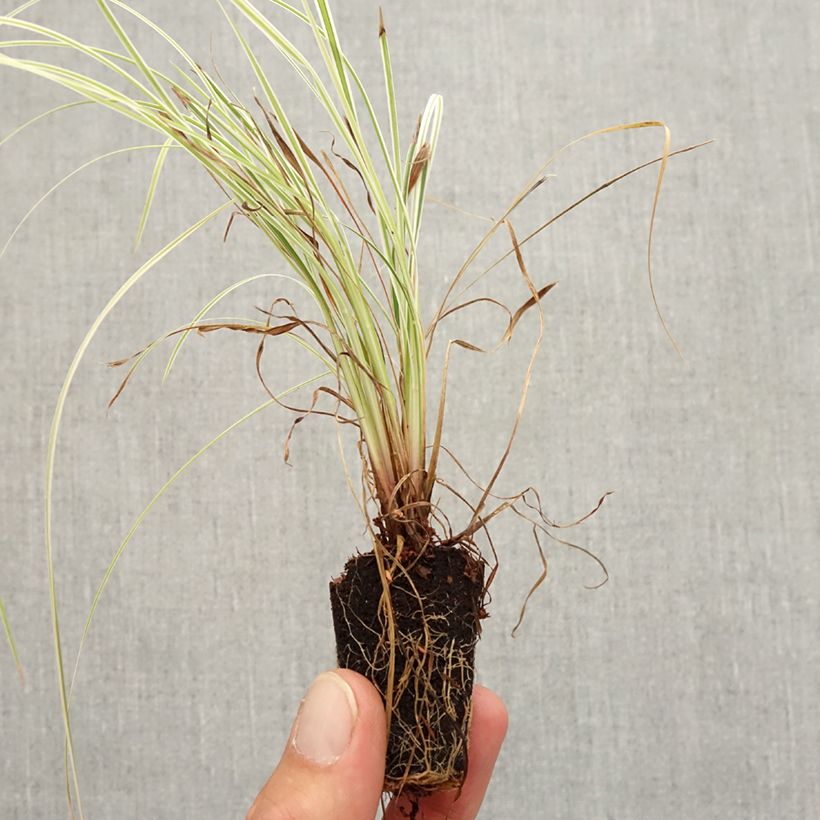 Exemplar von Schizachyrium scoparium Chameleon - Blaugraues Präriegras Mini-Plug Ø 3/4 cm wie im Herbst geliefert