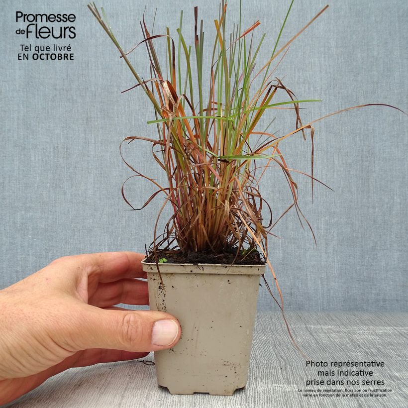 Exemplar von Schizachyrium scoparium Prairie Blues en godet de 9 cm wie im Herbst geliefert