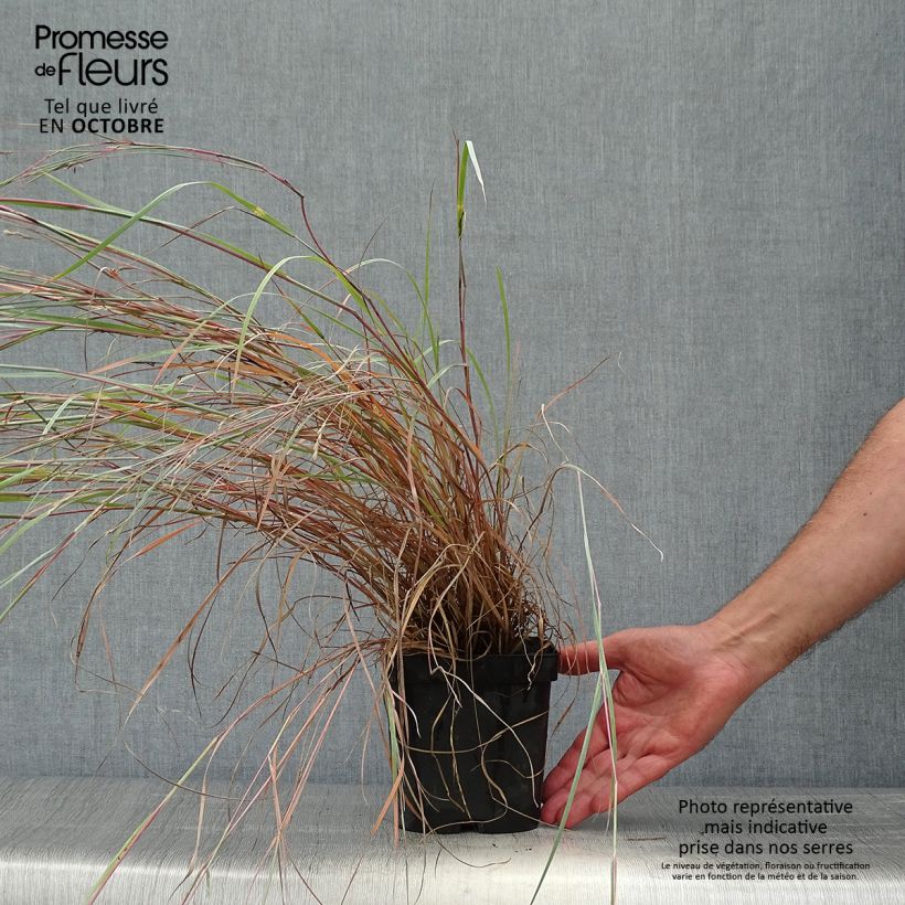 Exemplar von Schizachyrium scoparium Prairie Blues en pot de 2/3 litres wie im Herbst geliefert