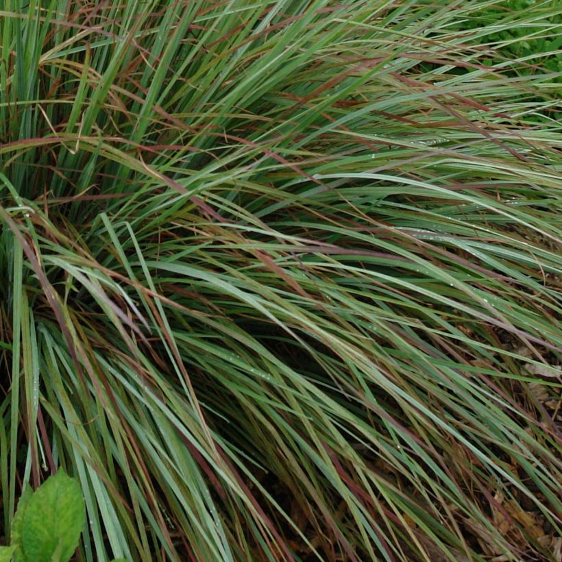 Schizachyrium scoparium Standing Ovation - Blaugraues Präriegras (Laub)