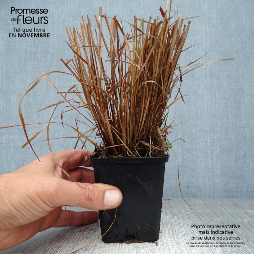 Exemplar von Schizachyrium scoparium Standing Ovation Godet de 9cm wie im Herbst geliefert