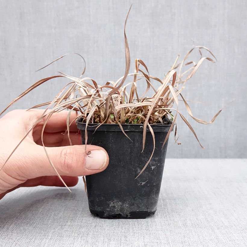 Exemplar von Schizachyrium scoparium Wild West - Blaugraues Präriegras Kleine Töpfe von 8/9 cm wie im Winter geliefert