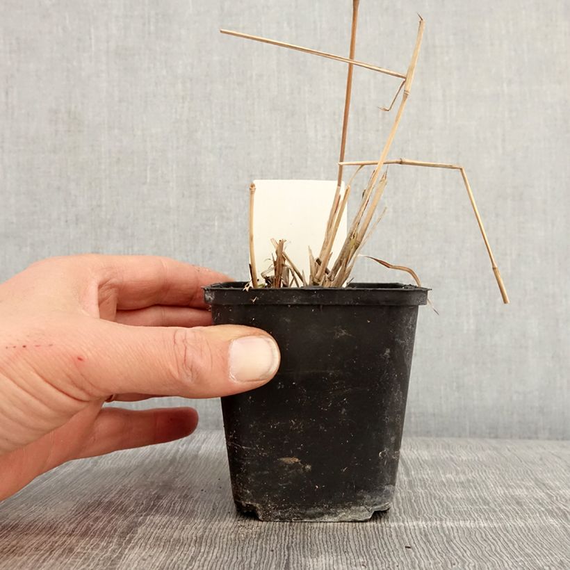 Exemplar von Schizachyrium scoparium Wild West - Andropogon, Herbe à balais - Godet de 8/9 cm wie im Frühjahr geliefert