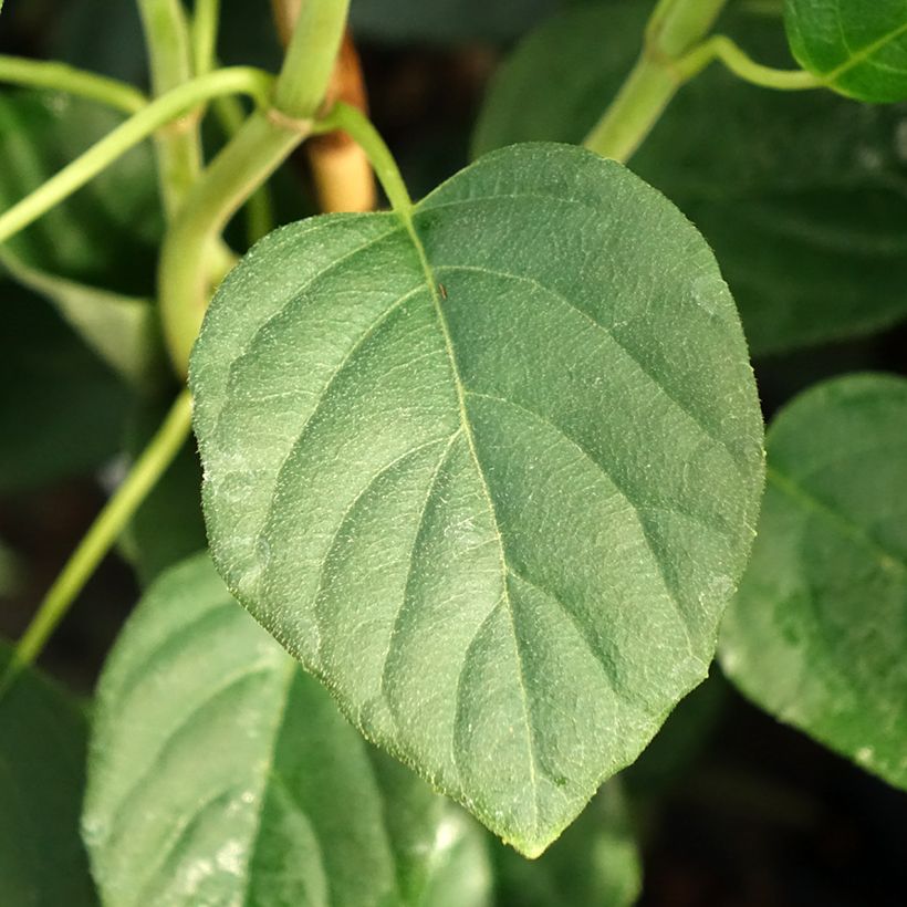 Schizophragma fauriei Angel Wings - Spalthortensie (Laub)