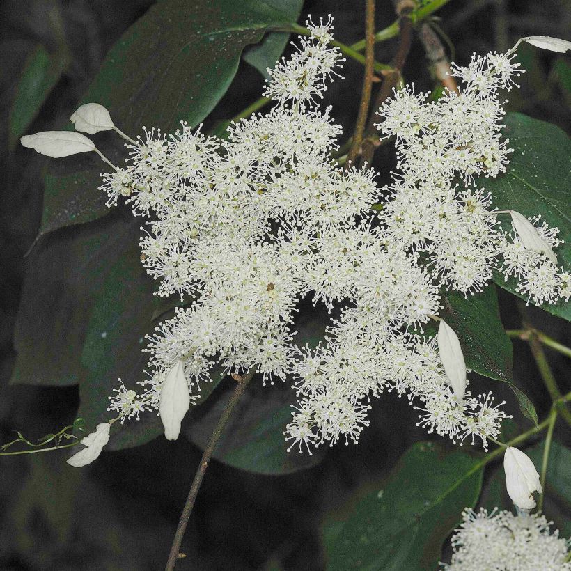 Schizophragma fauriei Angel Wings - Spalthortensie (Blüte)