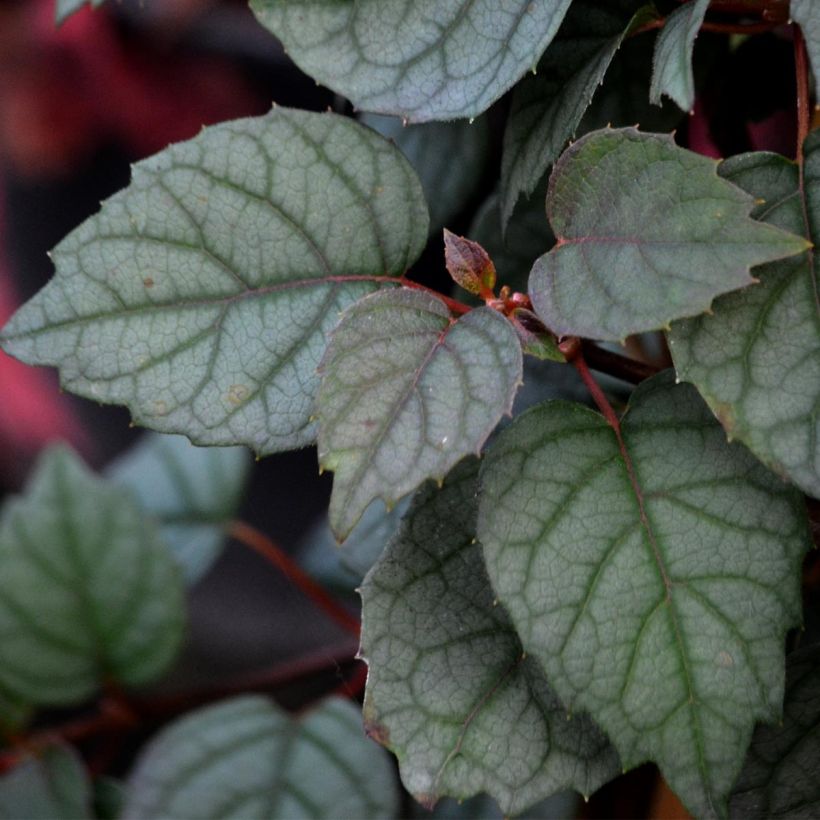 Schizophragma hydrangeoïdes Moonlight - Spalthortensie (Laub)