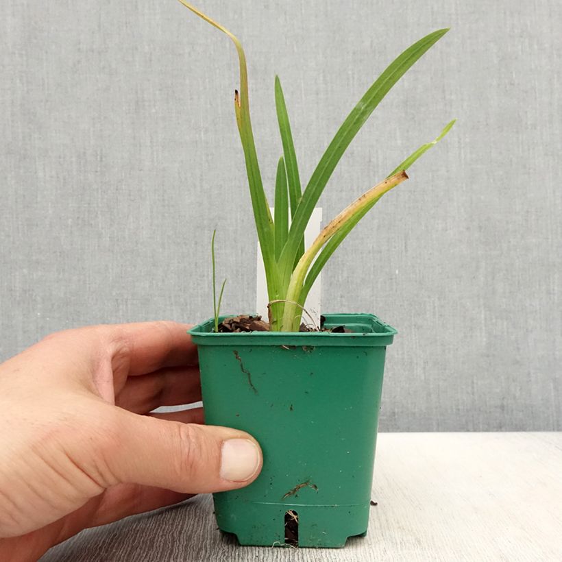 Exemplar von Schizostylis coccinea Rosea - Spaltgriffel Kleine Töpfe von 8/9 cm wie im Frühjahr geliefert